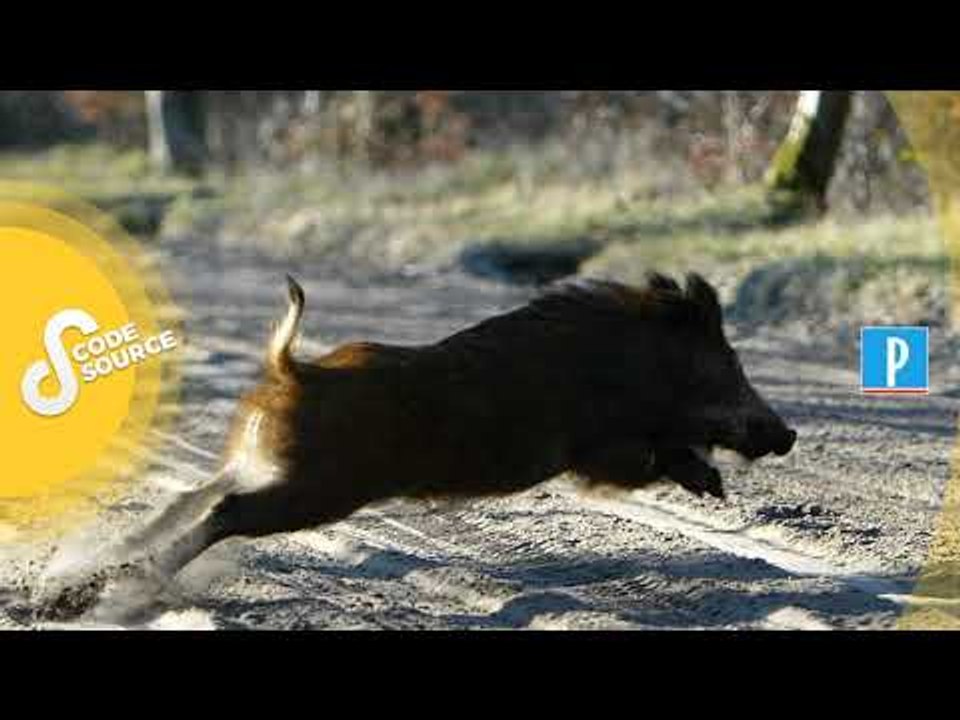 [PODCAST] Prolifération des sangliers  : chasseurs et agriculteurs divisés