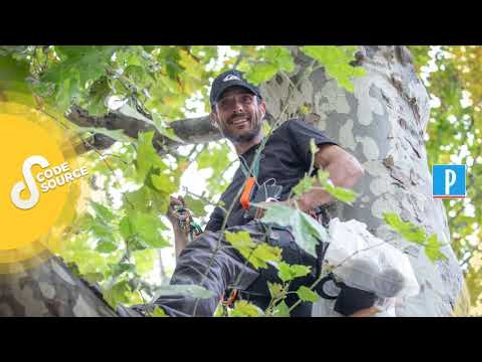 [PODCAST] Peut-on encore couper des arbres ?