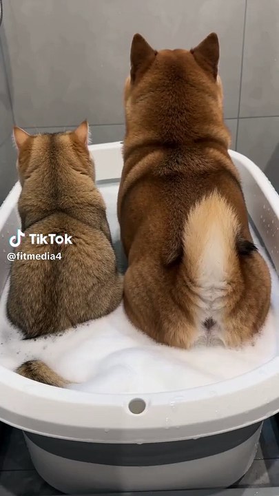 Furze nicht in Gegenwart von anderen