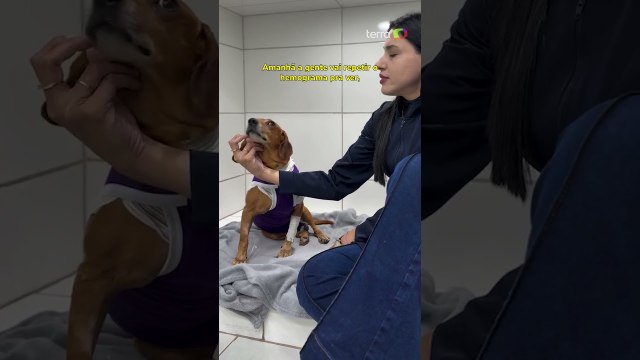 Cão comunitário que sofreu queimaduras responde bem ao tratamento: 'Cada dia melhor' #shorts