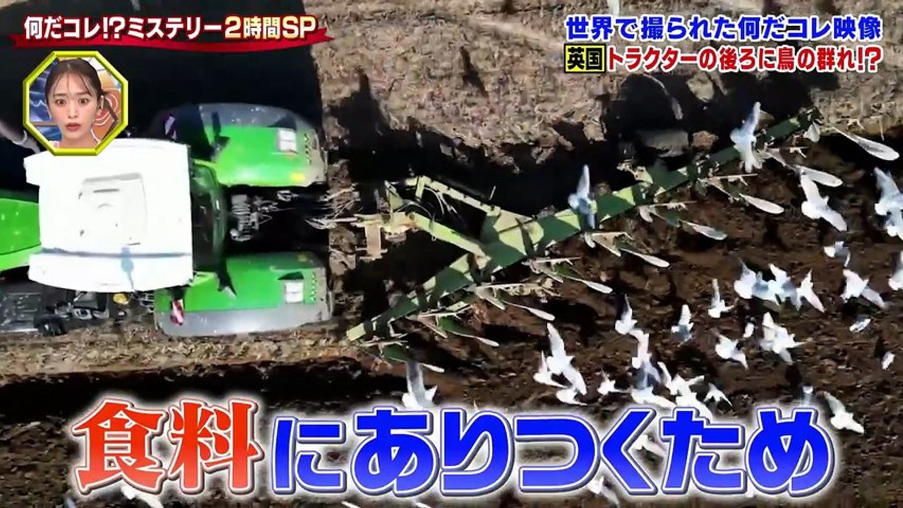 世界の何だコレ！？ミステリー ガリガリの狛犬？ギャルすぎ看板？何だコレ - 2026年03月18日