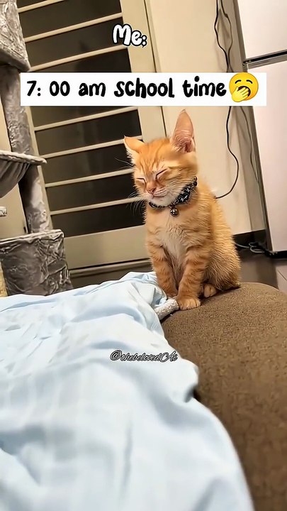 7_00 am School time 🥱 #funny #cute #cat