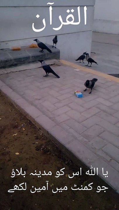 Heart Touching Quran Tilawat 💖 Beautiful Quran Ayaat 🤲 Emotional Quran Recitation 😢 Soulful Quran Ayaat