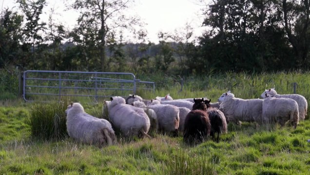 Föhr: 5 Meter über Null - Trailer (Deutsch) HD