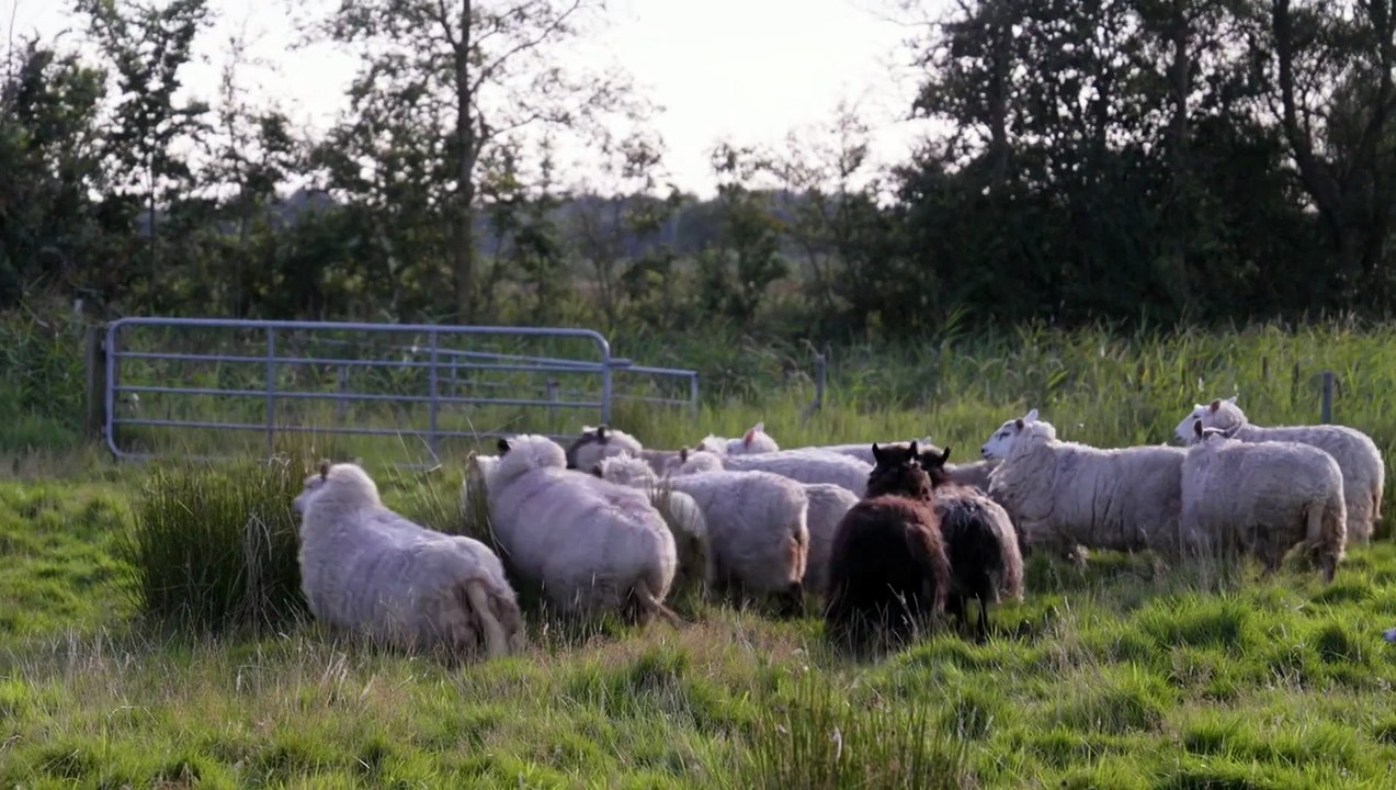 Föhr: 5 Meter über Null - Trailer (Deutsch) HD
