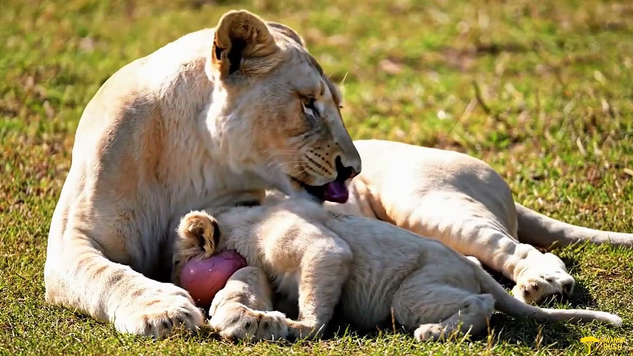 An Injured White Lion Cub Trusts a Human — A Powerful Rescue Story 🦁❤️