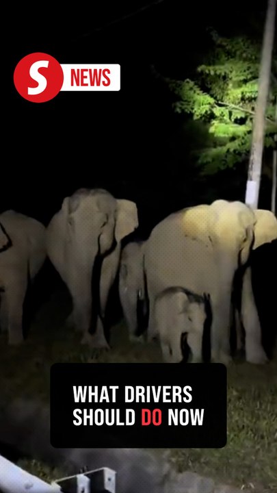 Perhilitan detects elephant herd along East-West Highway near Gerik
