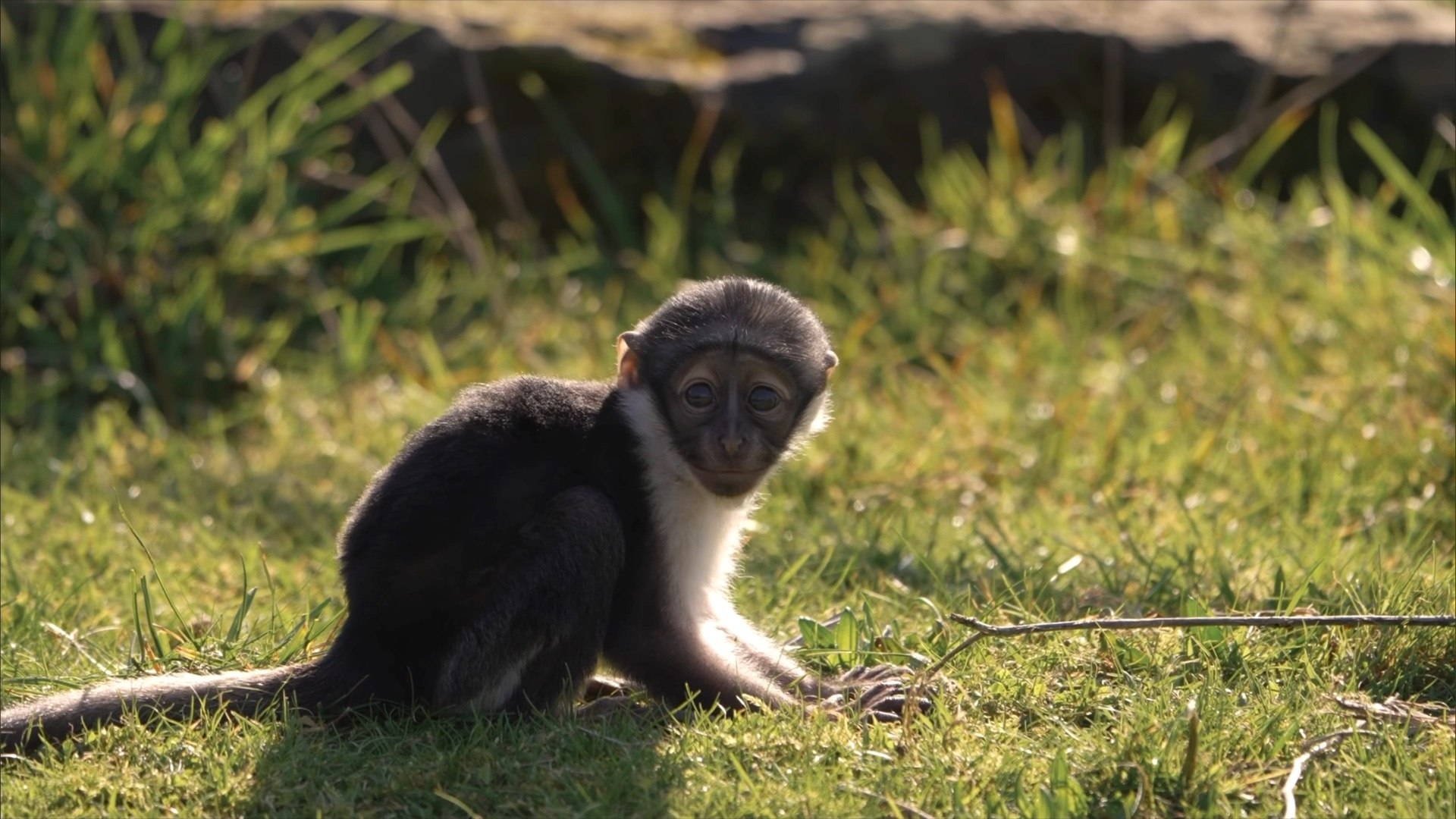 ⁣Endangered monkey gives birth after pioneering operation