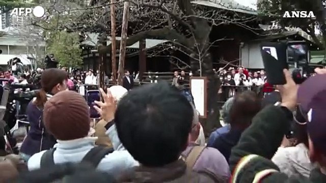 Tokyo invasa dai turisti con l'inizio ufficiale della stagione della fioritura dei ciliegi