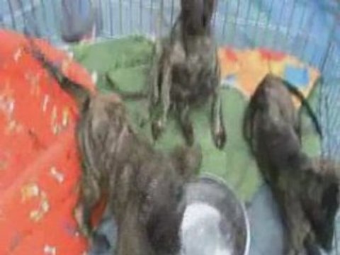 Championnat de France de Courses de lévriers