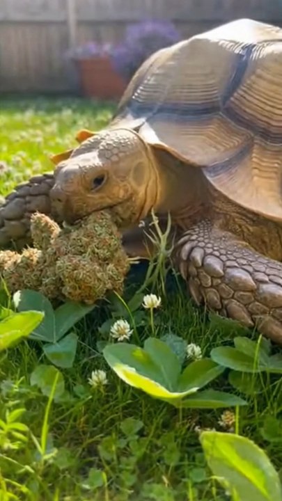 La tortue la plus chill d’internet 🐢