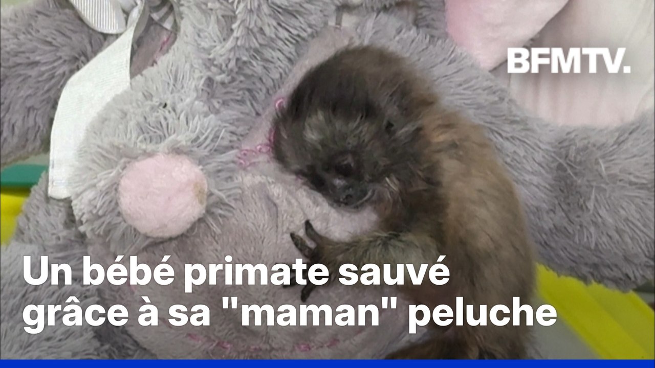 Colombie: un bébé singe orphelin bientôt sauvé grâce à sa "maman" peluche
