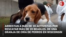 Arrestan a más de 20 activistas por rescatar más de 20 beagles de una granja de cría de perros en Wisconsin