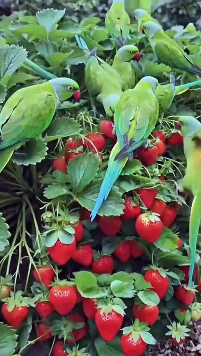 जब तोतों ने स्ट्रॉबेरी पर किया धावा… ये नज़ारा दिल जीत लेगा! #parrot