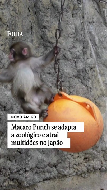 Macaco Punch se adapta a zoológico e atrai multidões no Japão