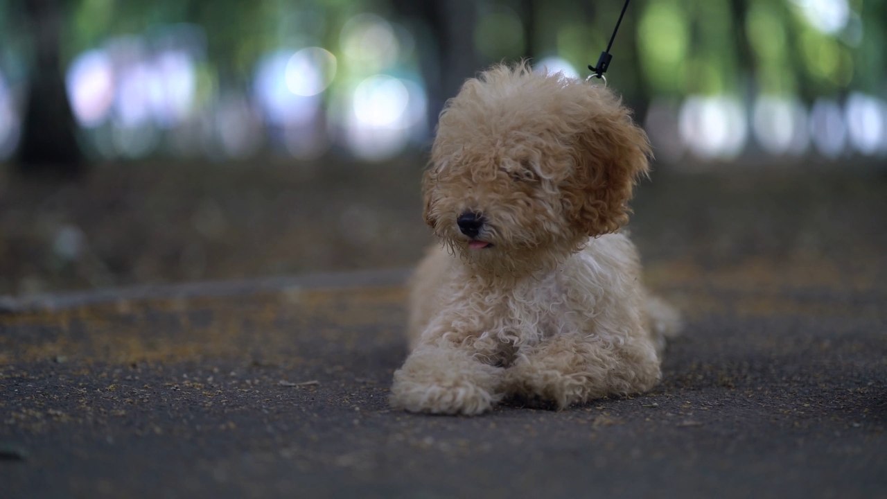 Designer ‘doodle’ dogs linked to unpredictable behaviour: experts urge responsible breeding