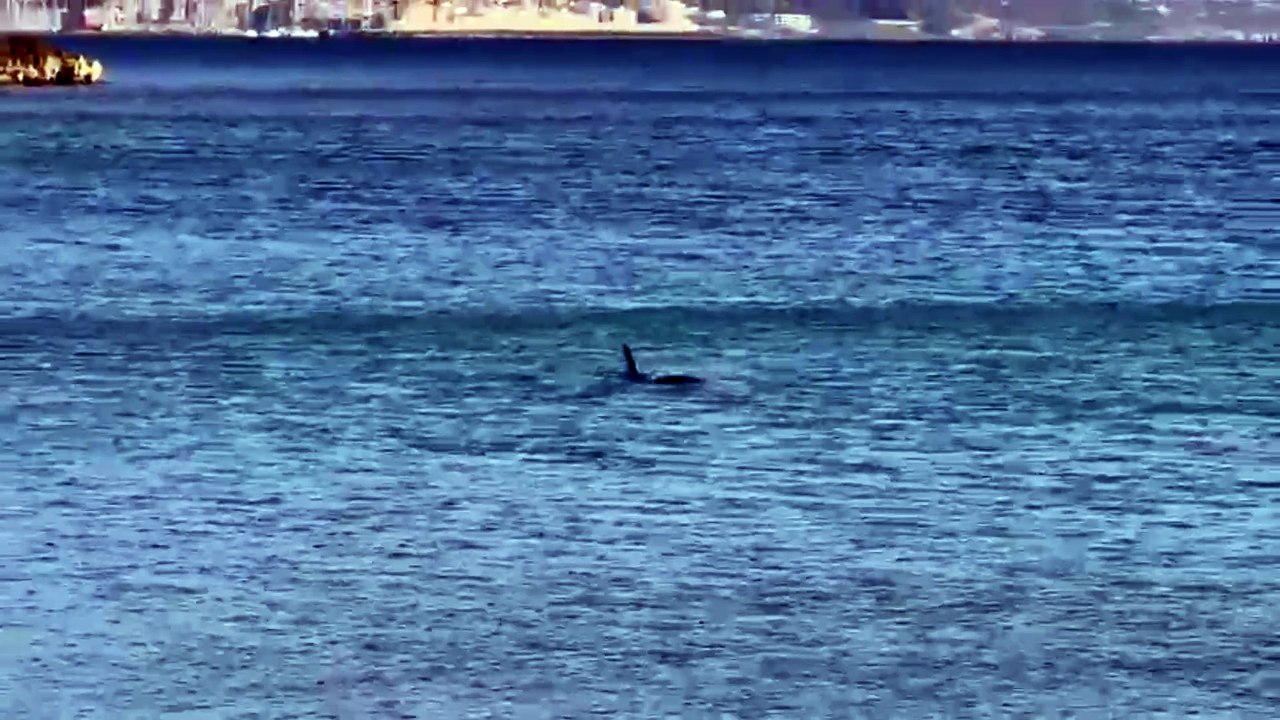 Alghero, delfino in difficoltà rischia di finire sulla spiaggia