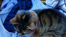 Do Your Cats Also Think That Laundry Basket is a Luxury Hotel? #cats #funnycats #catvideo