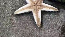 Une étoile de mer s'enfouit dans le sable