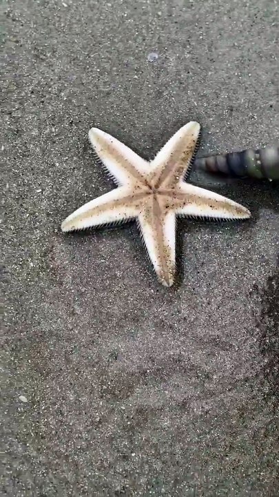 Une étoile de mer s'enfouit dans le sable