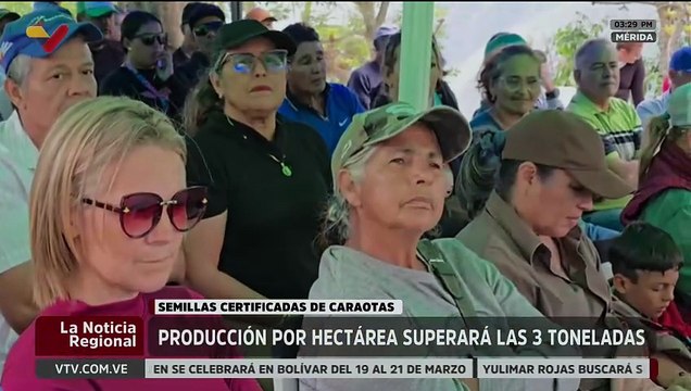 Siembra de semillas de caraotas fortalece la producción alimentaria de Mérida