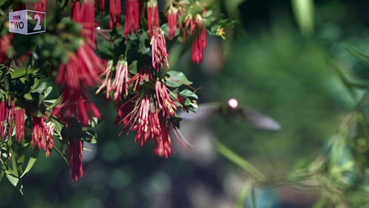 Patagonia: Earth's Secret Paradise Saison 1 - Hummingbird fight in flight - Patagonia: Earth's Secret Paradise - Episode 1 Preview - BBC Two (EN)