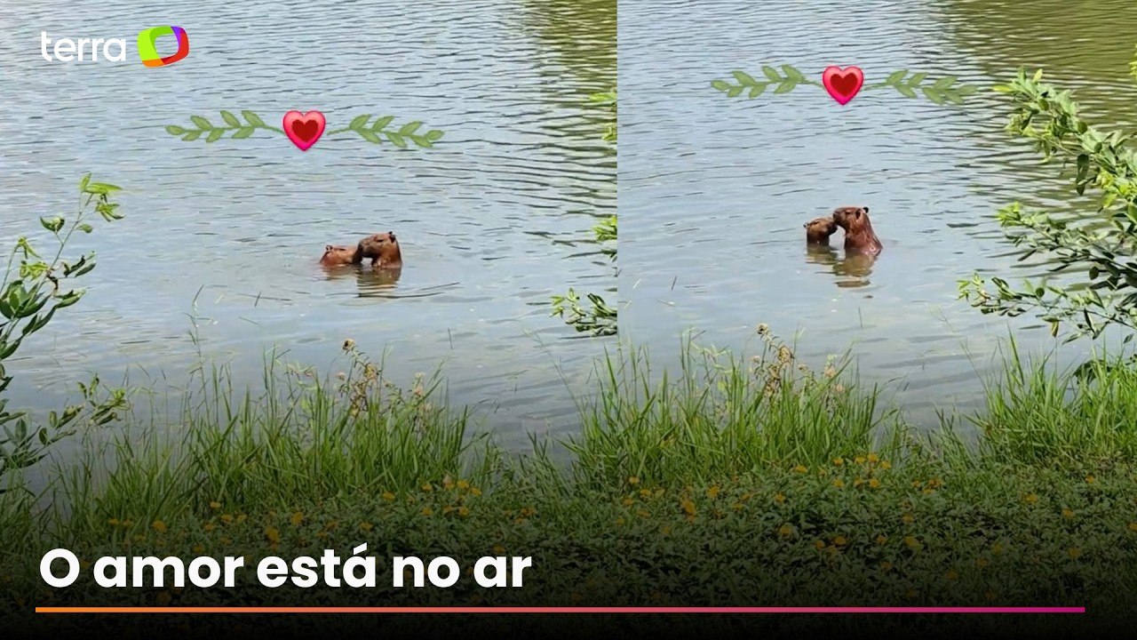Capivaras são flagradas 'namorando' dentro de lago no Rio de Janeiro