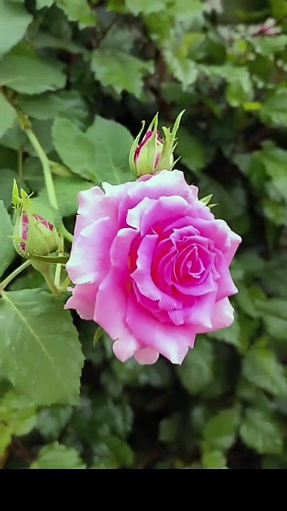 Stop Scrolling! These Pink Roses Will Melt Your Heart ❤️🌸