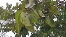 HUMILDADE OU IGNORÂNCIA?