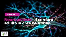 Neurogénesis: el cerebro adulto sí crea neuronas