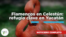 Flamencos en Celestún: refugio clave en Yucatán | 848 | 23 al 29 de marzo de 2026