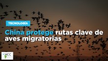 China protege rutas clave de aves migratorias