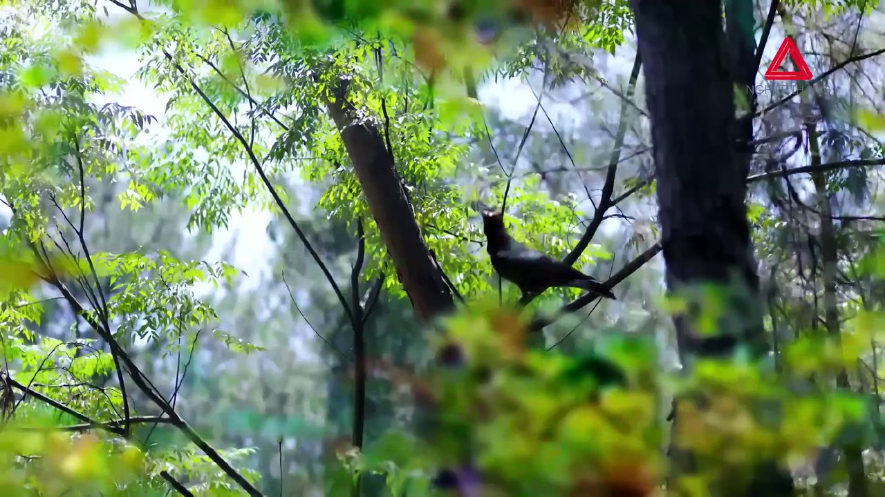 Tập 50 - Lưu Ly Mỹ Nhân Sát (Lồng Tiếng) | Thành Nghị, Viên Băng Nghiên, Lưu Học Nghĩa, Trương Dư Hi, Bạch Chú, Hầu Mộng Dao, Hàn Thừa Vũ, Chu Tử Kiêu, Hà Thịnh Minh.