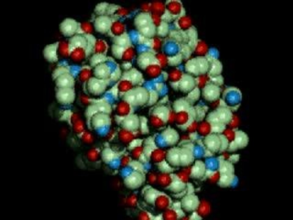 Myoglobine