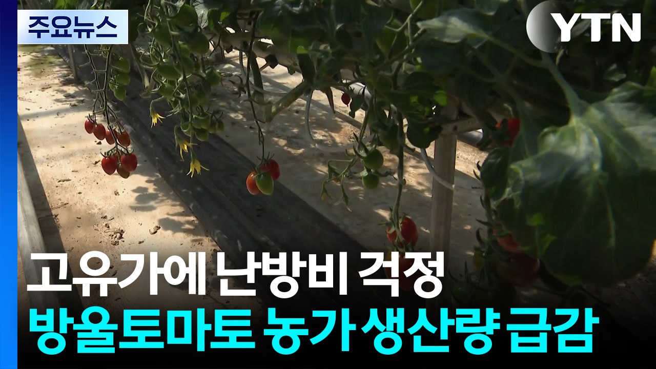 고유가에 난방비 걱정...방울토마토 농가 생산량 급감 / YTN