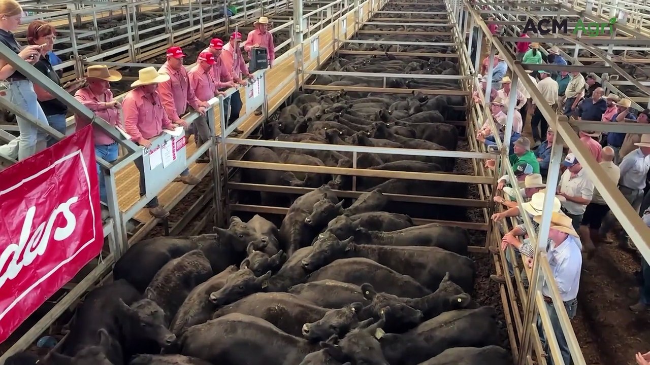 First blue-ribbon weaner sales at CTLX, Carcoar