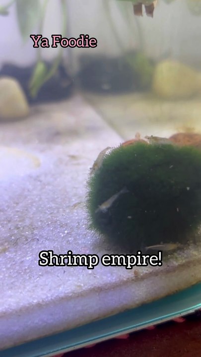 Guppy meets a new house