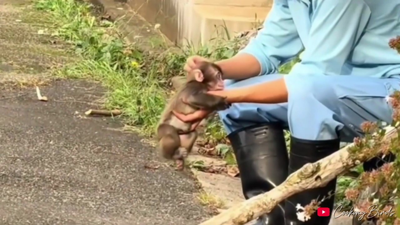Newborn Baby Monkey Punch Birth Video | Musical & Lyrical Song video of Japanese Baby Monkey Punch | Ichikawa City Zoo, Japan