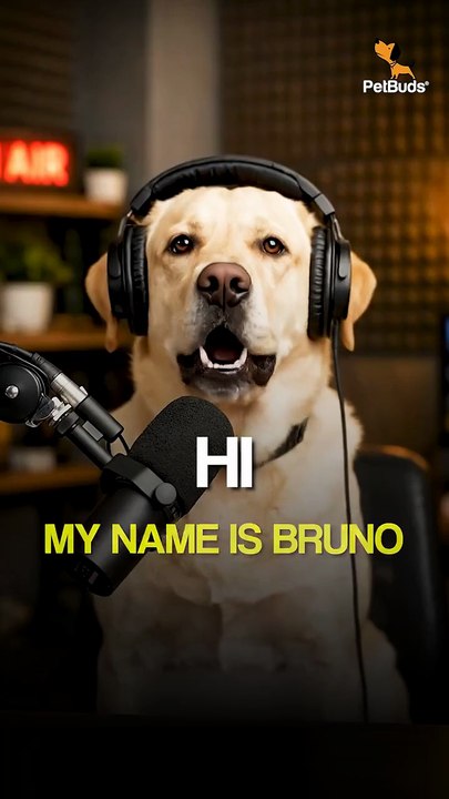 POV: Your dog destroys every bed 😭🐶