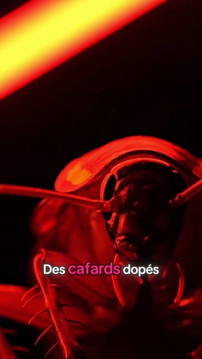 Des cafards contrôlés par IA