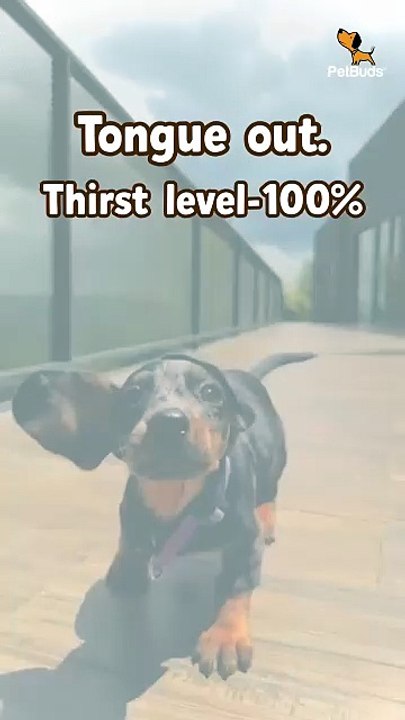 PetBuds Portable Dog Water Bottle | Easy Hydration On the Go