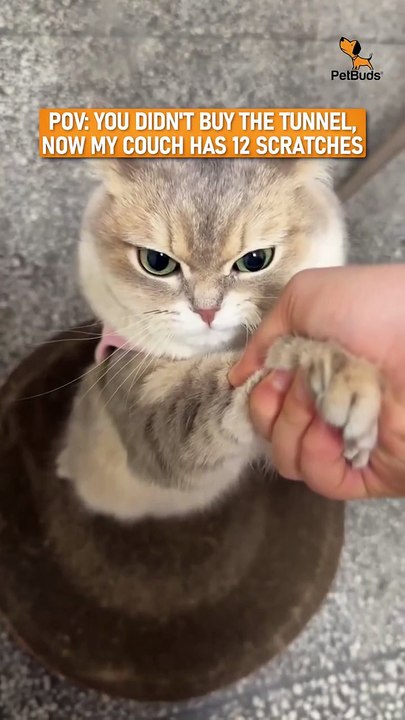 Three-Way Cat Tunnel – Interactive Fun for Endless Playtime