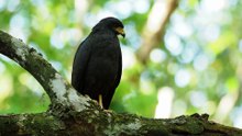 The Common Black Hawk: This Hawk’s Talons Were Built for Water Ambush