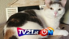 Katze Feelinara nach 3,5 Jahren wieder bei ihrer Familie