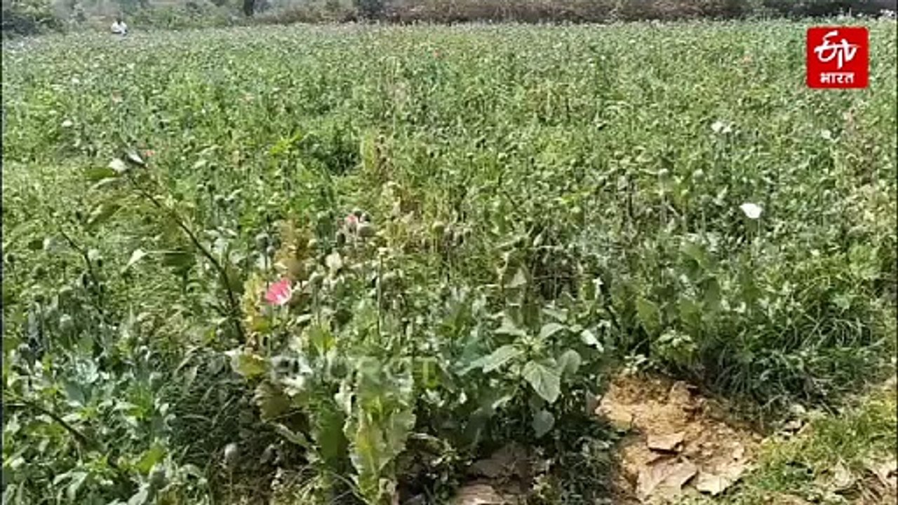 अब रायगढ़ में अफीम की अवैध खेती, मुख्य आरोपी पु...