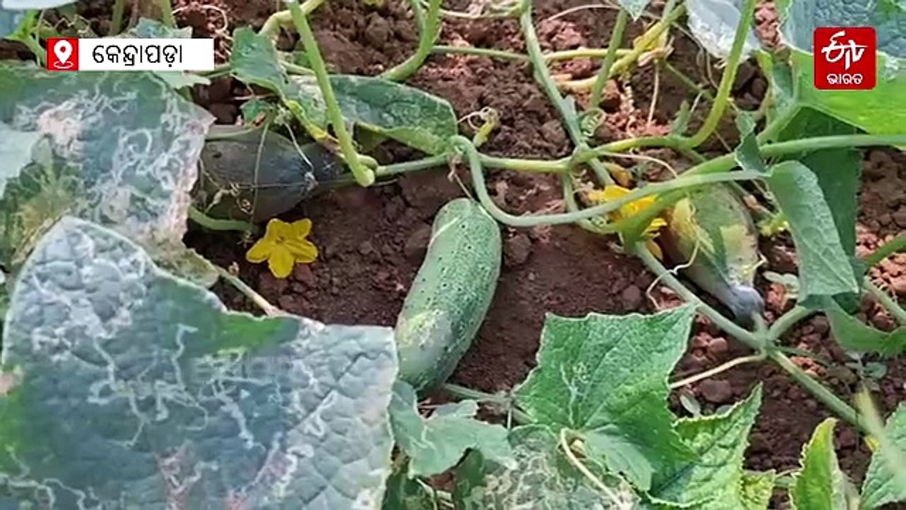 ଉଦଘାଟନ ପରେ ବି କାର୍ଯ୍ୟକ୍ଷମ ହୋଇପାରୁନି ଶୀତଳ ଭଣ୍ଡାର, ଶାଗ-ମାଛ ଦରରେ ପରିବା ବିକୁଛନ୍ତି ଚାଷୀ