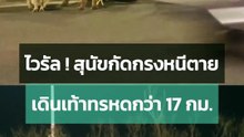 ไวรัลจีน ! น้องหมา 7 ตัว หนีตายจากแก๊งลักพาตัว เดินเท้าทรหด 17 กม. เพื่อกลับบ้าน