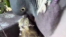 Papa Pringo goûter pour les petits #wildlife  #day18   #palombe #birds #baby #fyp  #geneva #day0
