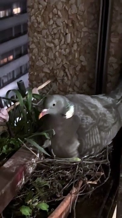 Hier avec chipsy #wildlife  #day15     #palombe #birds #egg #fyp  #geneva