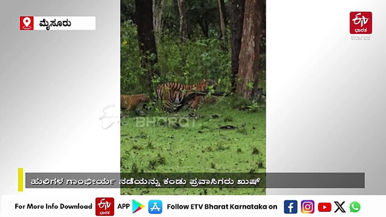 ಮೈಸೂರು: ದಮ್ಮನಕಟ್ಟೆಯಲ್ಲಿ ಸಫಾರಿಗರಿಗೆ ದರ್ಶನ ನೀಡಿದ ಮೂರು ಹುಲಿಗಳು